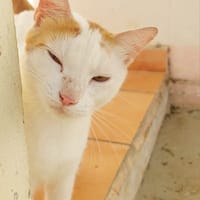 BLOUX, chat à adopter