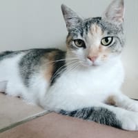 AMANDINE, chatte à adopter