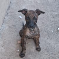 CRUNCHY-COCO, chienne à adopter