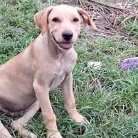 CUPCAKE, chien à adopter
