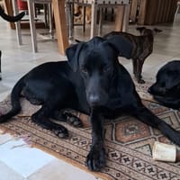 HIERROS, chien à adopter