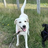 LILOU, chienne à adopter