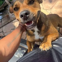 LULA, chienne à adopter