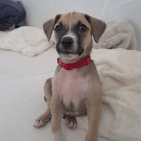 ROCKY, chien à adopter