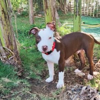 YELLOW le petit bellot, chien à adopter