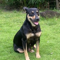 TALLULAH, chienne à adopter