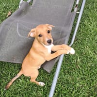 TSILIA, chienne à adopter