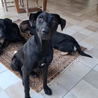 USLA, chienne à adopter