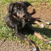 DIEGO, chien à adopter