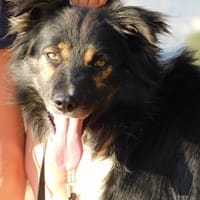 COCO, chien à adopter