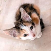 CALI, chatte à adopter
