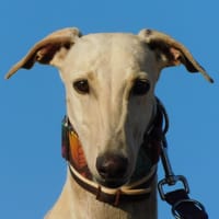 AMAL, chienne à adopter