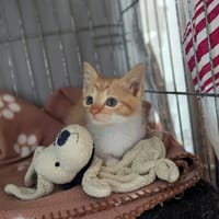Lupin, chat à adopter