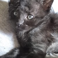 PEPPER (EX MERLOT), chat à adopter