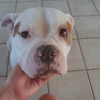 Taïka, chienne à adopter