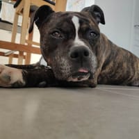 Lecko, chien à adopter