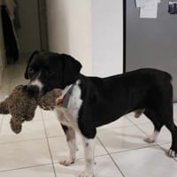 Pacha, chien à adopter