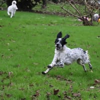 Yugo, chien à adopter