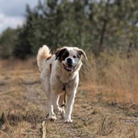 Isatis, chienne à adopter