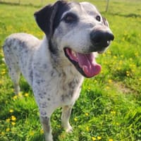 Yuvé, chien à adopter