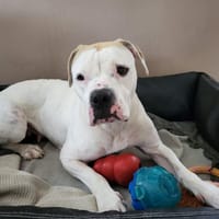 Lypsia, chienne à adopter