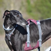 SULTAN, chien à adopter