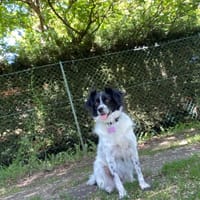 AMALIA, chienne à adopter