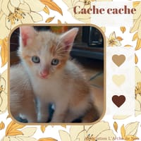 Cache-Cache, chat à adopter