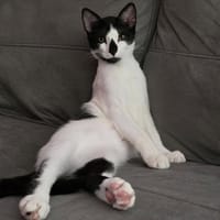 LEO, chat à adopter