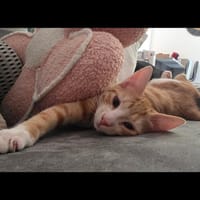 NOUGAT, chatte à adopter