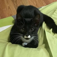 KIMI, chat à adopter