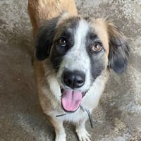 Maya, perra en adopción