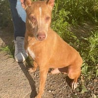 Silvestre, perro en adopción