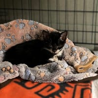 Monako, kot do adopcji