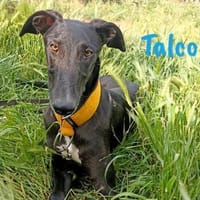 Talco liebenswerter junger Galgo 6/24 DE, Hund zur Adoption