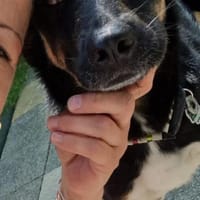 Jerry ist mein Name  warte in PLZ 69509, Hund zur Adoption