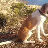 Cracker treuer Begleiter 10/21 DE PS, Hund zur Adoption