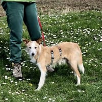 Rodrigo, einfach ein Schatz, Hund zur Adoption