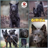 Girica kroatischer Schäferhund Hündin, Hündin zur Adoption