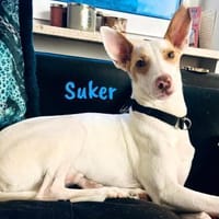 Suker freundlich und verschmust 03/21 DE, Hund zur Adoption