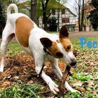 Pecas abenteuerlustiger Begleiter 5/22DE, Hund zur Adoption