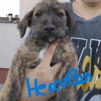 5 Hundekinder  ca 30-40 cm, Hund zur Adoption