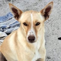 Charly4 sucht ein Zuhause, Hund zur Adoption