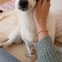 Süße Josie 1,5 Jahre 35 cm 9 kg sucht, Hündin zur Adoption