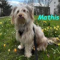 Mathis - anhänglich und aktiv 08/22 DE, Hund zur Adoption
