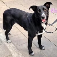 Elsa2 Traumhündin in Köln! geb. 11/21, Hündin zur Adoption