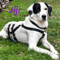 Jiji sanft, ruhig und liebevoll 7/23 DE, Hündin zur Adoption