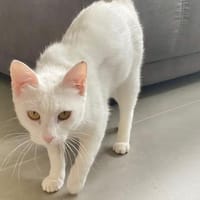 Wunderschöne MAU, Katze zur Adoption