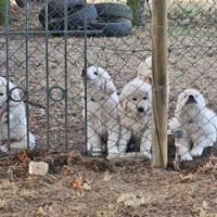 12 Wochen alte Pyrenäenberg-arplaninac, Hund zur Adoption