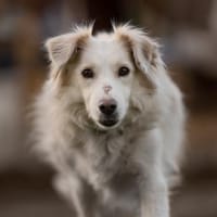 Luna 50 cm ca 9 -10 Jahre, Hündin zur Adoption